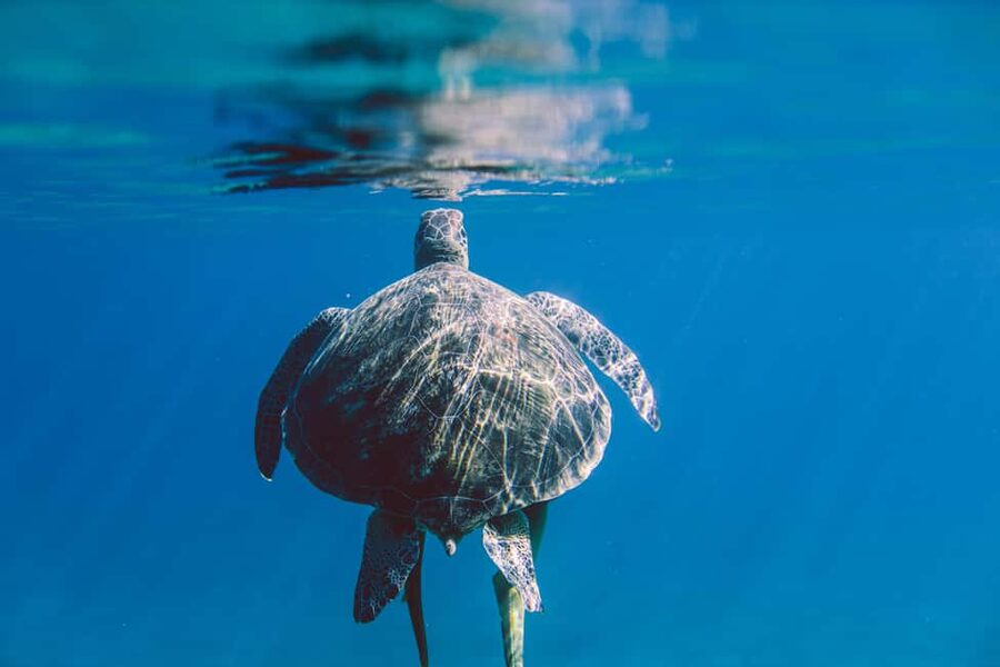 Marsa Alam: Snorkeling with Sea Turtles Marsa Mubarak - Final verdict: a good turtle trip with realistic expectations
