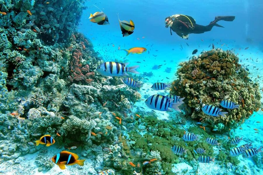 Marsa Alam: Snorkeling with Sea Turtles Marsa Mubarak - The first reef stop and the hunt for turtles