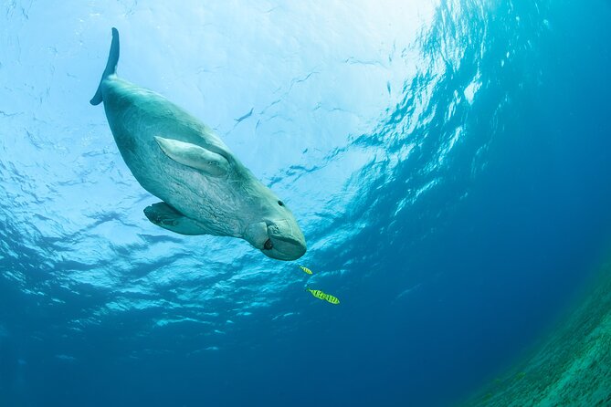 Marsa Mubarak snorkeling with dugong and turtles - marsaalam - Hotel pickup and the route to Port Ghalib