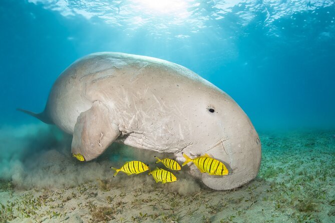 Marsa Mubarak snorkeling with dugong and turtles - marsaalam - The safety briefing and first snorkeling session