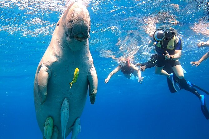 Marsa Mubarak snorkeling with dugong and turtles - marsaalam - The dugong encounter: thrilling but never guaranteed