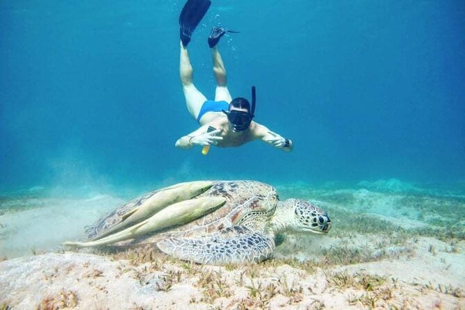 Marsa Mubarak snorkeling with dugong and turtles - marsaalam - Coral, clownfish, and realistic underwater expectations