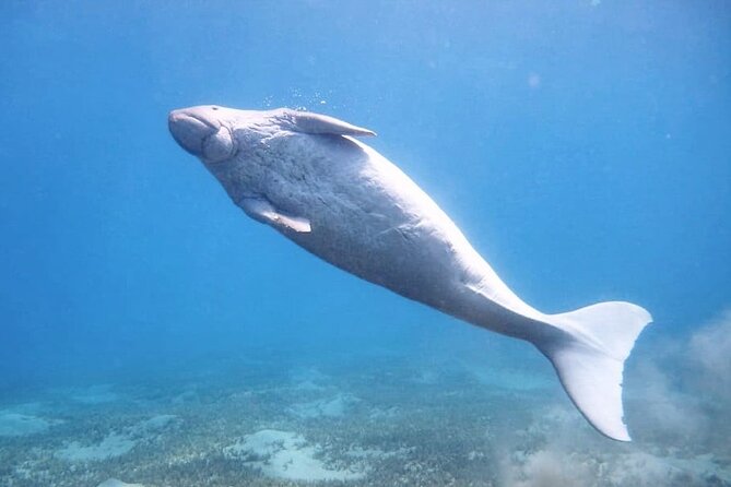 Marsa Mubarak snorkeling with dugong and turtles - marsaalam - The 25-minute boat ride to the bay