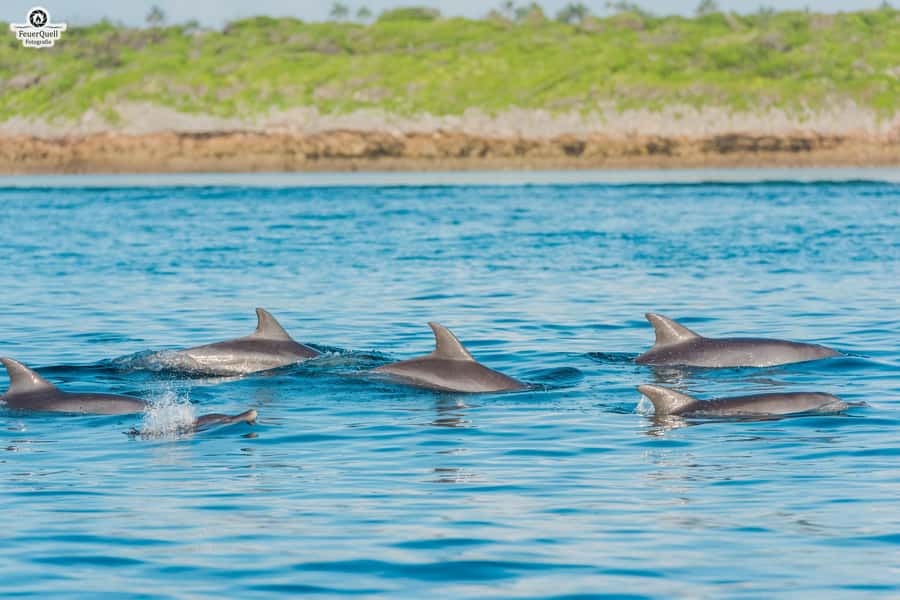 Matemwe: Mnemba Island Dolphin & Snorkeling Boat Trip - Swimming near the sandbar