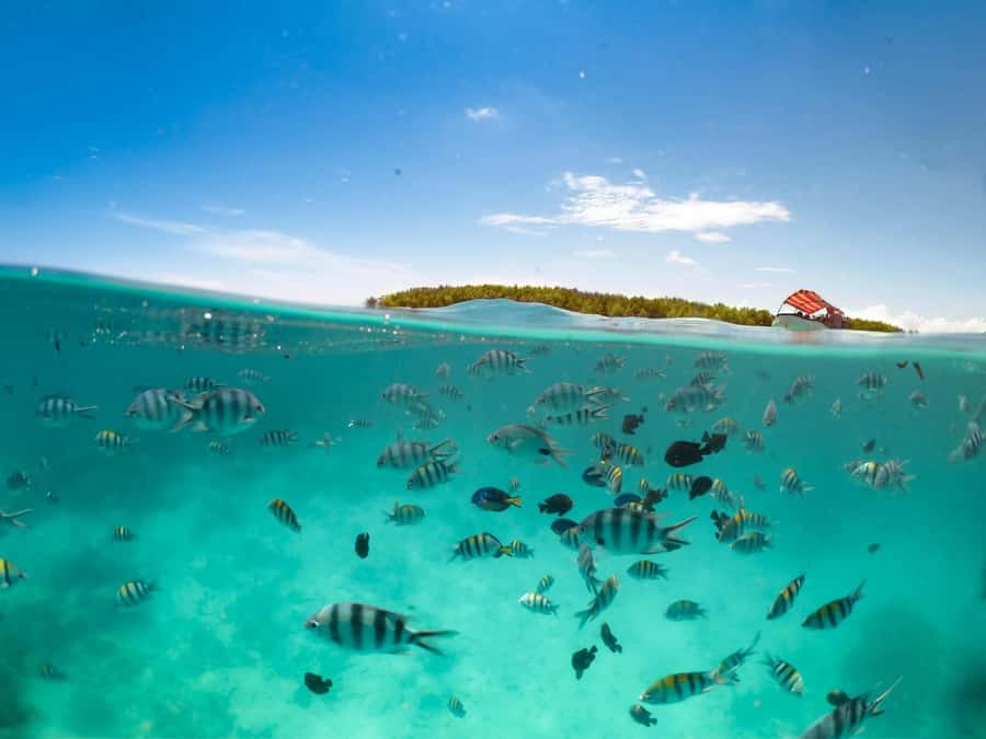 Matemwe: Mnemba Island Dolphin & Snorkeling Boat Trip - Who will enjoy this trip most