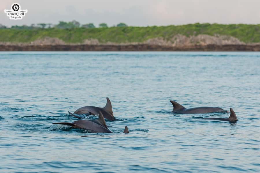 Matemwe: Mnemba Island Dolphin & Snorkeling Boat Trip - The first crossing toward Mnemba Island