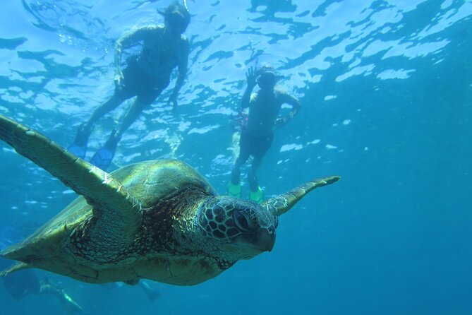 Maui Clear Kayak and Snorkel Tour: Swim with turtles (Makena) - Guides who make the difference