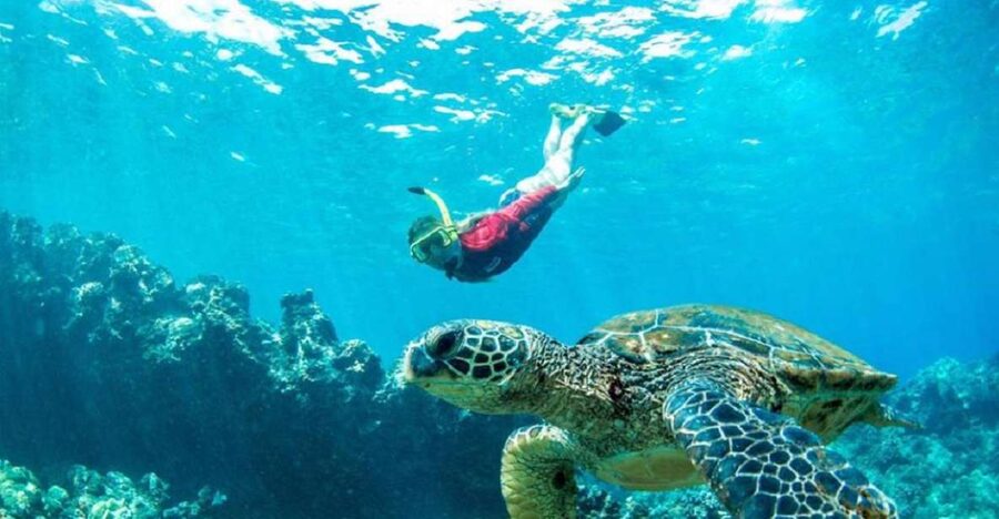 Maui: Kaanapali Beach 5-hr Snorkel w/ BBQ Lunch & Open Bar - Two Snorkel Stops Chosen for Conditions