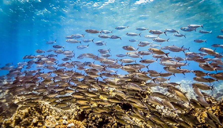 Maui: Kaanapali Beach 5-hr Snorkel w/ BBQ Lunch & Open Bar - Sailing Back Toward Ka’anapali