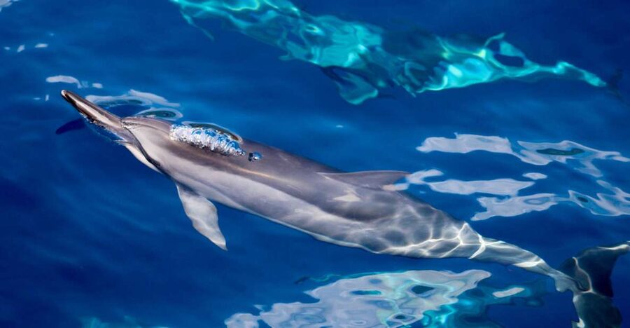 Maui: Lanai Snorkel & Dolphin Watch with Lunch - Lanai’s reef and the 90-minute snorkel stop