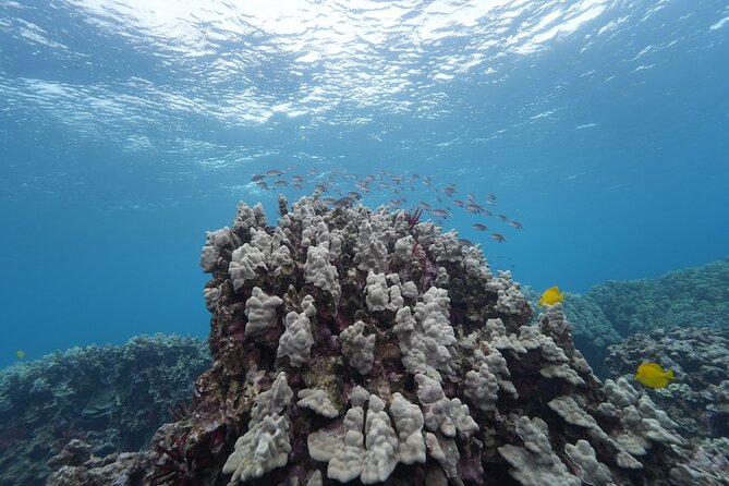Maui: Molokini and Turtles Luxury Yacht Snorkel - Turtle Town and the calmer second swim