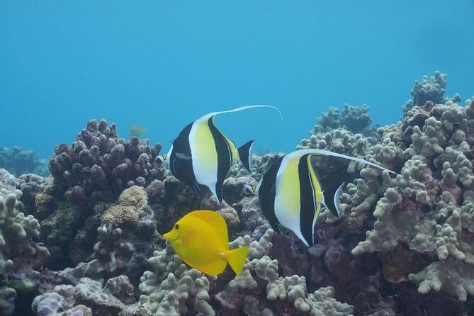 Maui: Molokini and Turtles Luxury Yacht Snorkel - Weather, cancellations, and the practical fine print
