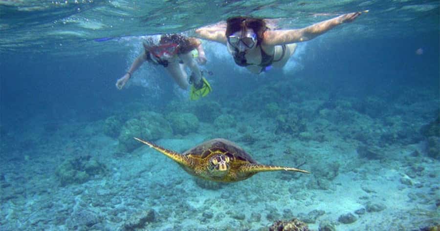 Maui: Molokini Crater and Turtle Town Snorkeling Tour - 3 hr - Molokini Crater before the crowds