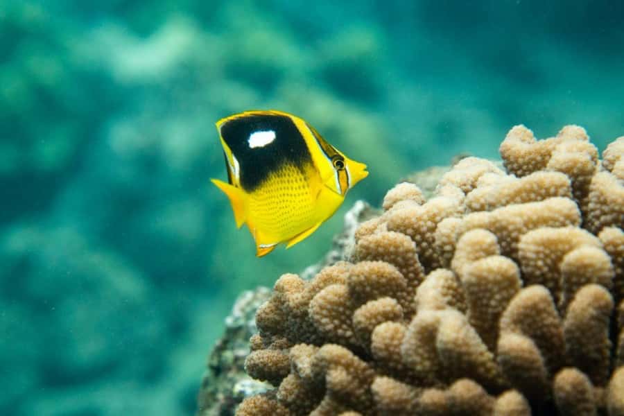 Maui: Molokini Express Snorkeling Tour - 2 hours - The late-morning timing can make a real difference