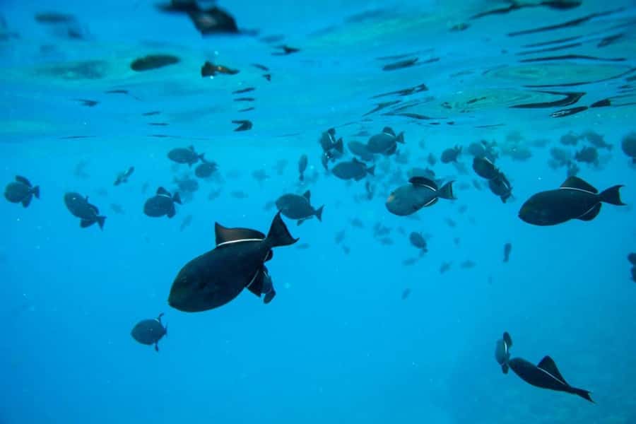 Maui: Molokini Express Snorkeling Tour - 2 hours - A two-hour plan built around efficiency