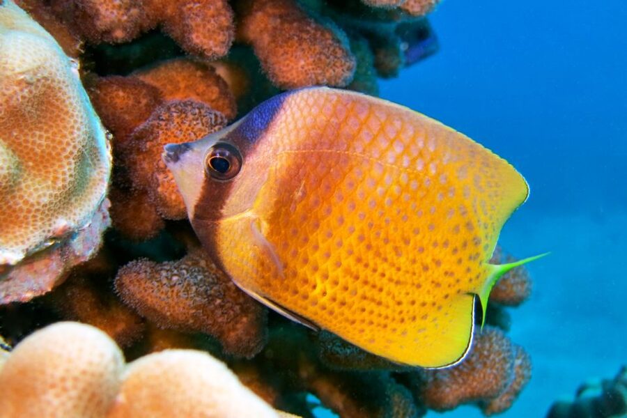 Maui: Molokini Snorkel and Performance Sail with Lunch - What to Bring and What the Price Covers