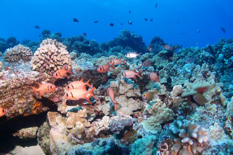 Maui: Molokini Snorkel and Performance Sail with Lunch - Molokini Crater and Its Clear Water