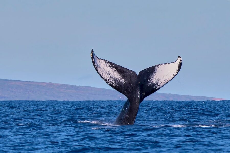 Maui: Molokini Snorkel and Performance Sail with Lunch - Who Will Like This Trip Most?