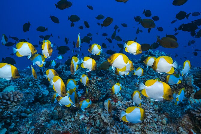Maui: Molokini & Turtle Town Snorkel & Waterslide Adventure - Food, Comfort, and Onboard Practicalities