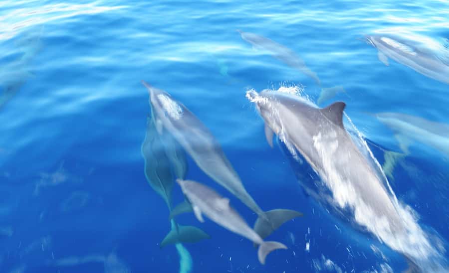 Maui: Semi-Private Eco-Raft Lanai Snorkel & Dolphin Tour - The return ride and what the timing feels like