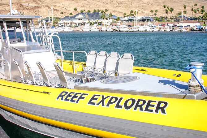 Maui Snorkel Adventure: Molokini Crater and Turtle Cove - Wildlife Bonuses Along the Way