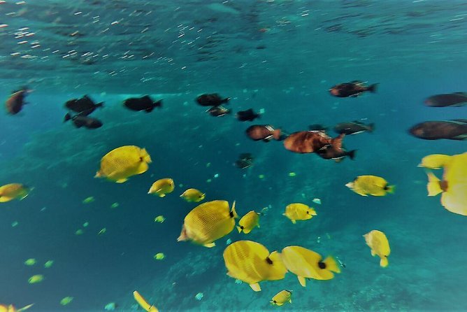 Maui Snorkel Adventure: Molokini Crater and Turtle Cove - What Food and Drinks Add to the Experience