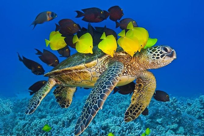 Maui Snorkel Adventure: Molokini Crater and Turtle Cove - Booking, Weather, and Cancellation Details