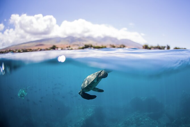 Maui Snorkeling Boat Tour to Turtle Town Aboard Quicksilver - Choosing between Turtle Town and Coral Gardens