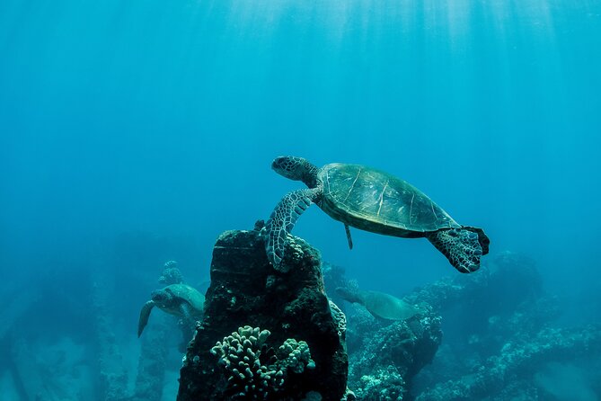 Maui Snorkeling Boat Tour to Turtle Town Aboard Quicksilver - How much value do you get for $99.95?