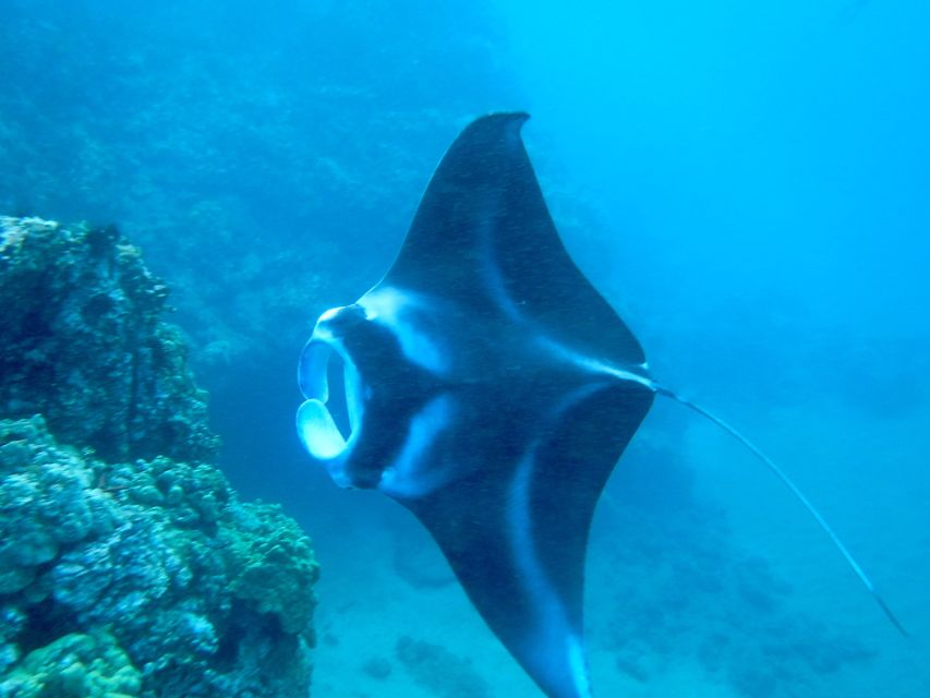 Maui: Turtle Town Kayak and Snorkel Tour - Starting at Makena Landing Park