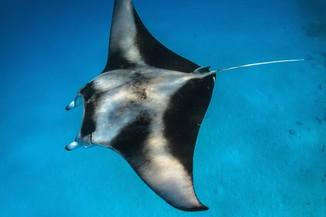 Maui: Turtle Town Snorkel with Photo and Video - What the guides add to the hour in the water
