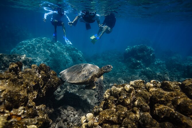 Maui: Turtle Town Snorkel with Photo and Video - Is $129 a fair Maui price?
