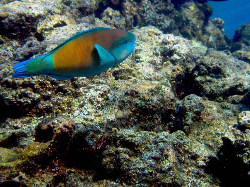 Maui: West Side Discovery Kayak & Snorkel from UKUMEHAME - Key points to know before you book
