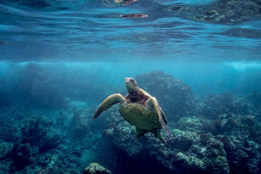 Maui: West Side Discovery Kayak & Snorkel from UKUMEHAME - Whale season from late December through late April