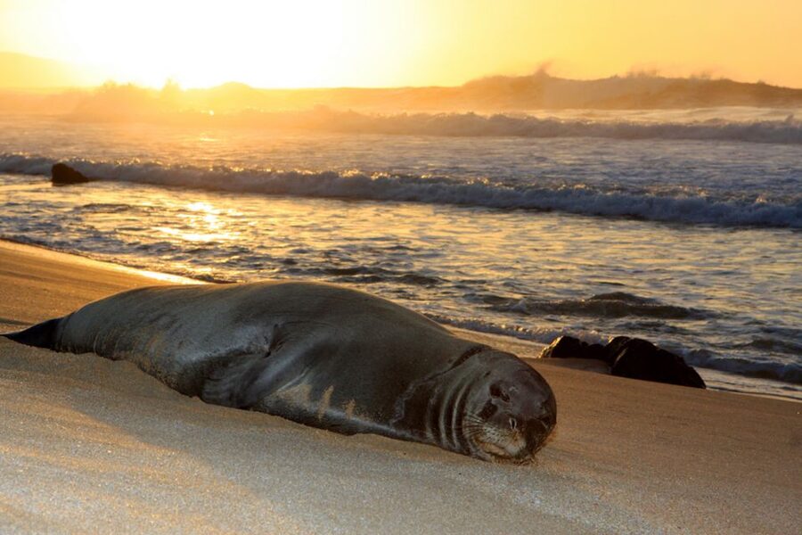 Maui: West Side Discovery Kayak & Snorkel from UKUMEHAME - Guides can shape the whole morning