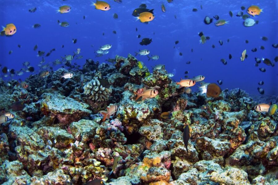 Maui: West Side Discovery Kayak & Snorkel from UKUMEHAME - Who will enjoy this tour most