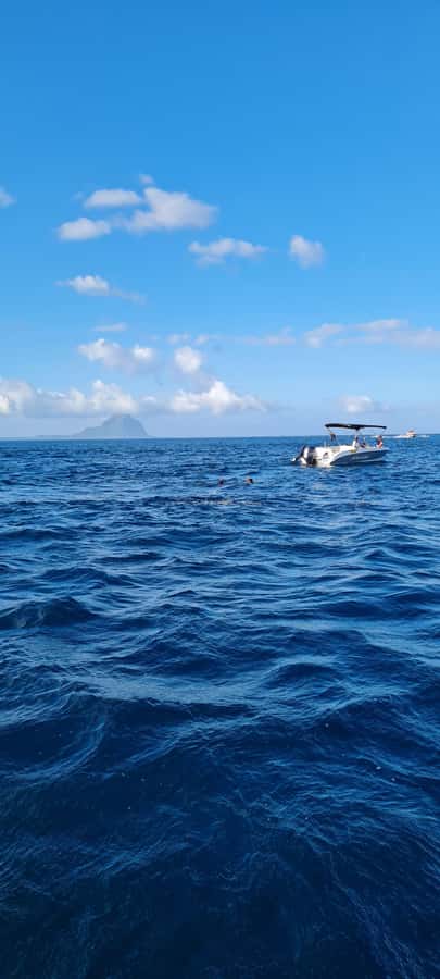 Mauritius: Snorkel and Swim with Dolphins on Speedboat Tour - Who should book this experience?