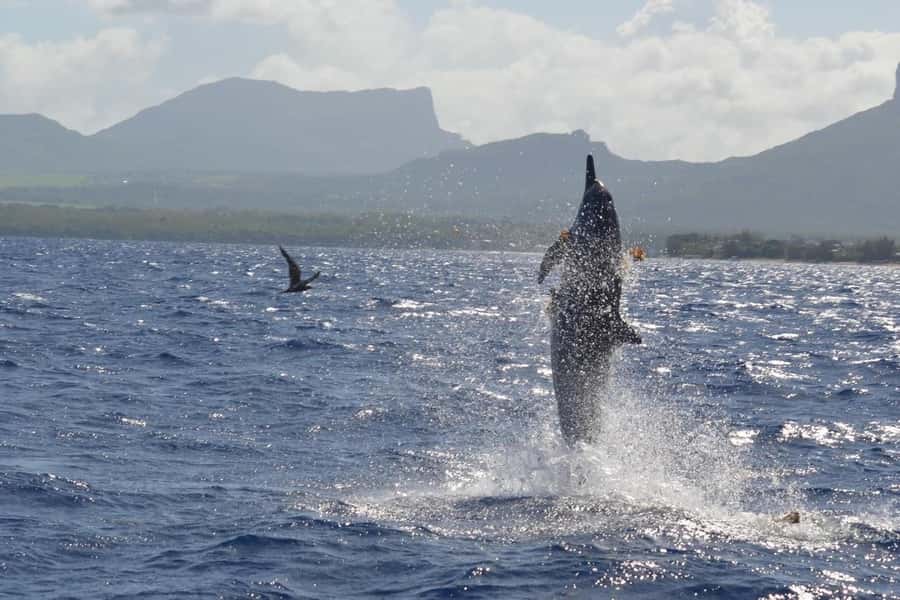 Mauritius: Snorkel and Swim with Dolphins on Speedboat Tour - A practical look at the two-hour schedule