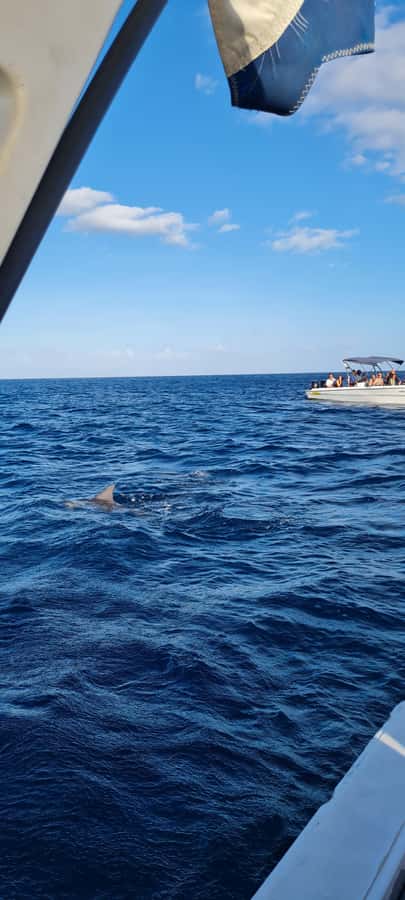 Mauritius: Snorkel and Swim with Dolphins on Speedboat Tour - Drinks, equipment, and what you still need