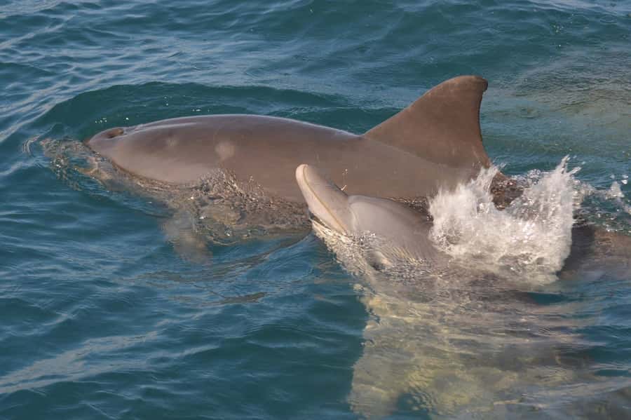 Mauritius: Snorkel and Swim with Dolphins on Speedboat Tour - Speedboat views across Mauritius’s western coast