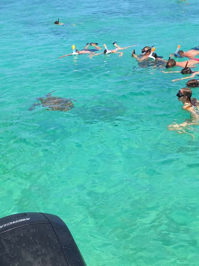 Mauritius: Snorkeling with turtles Le Transporteur speedboat - Snorkeling gear, swimming, and safety