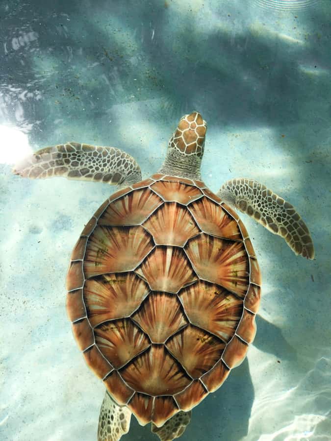 Mauritius: Snorkeling with Turtles & Port Louis Street Food - What the snorkeling stop is really like