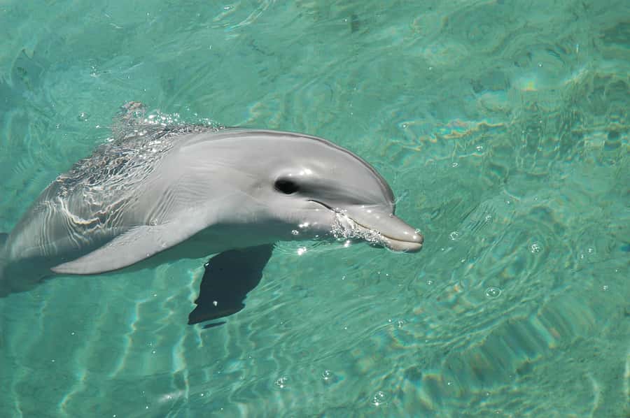 Miami: Key West Dolphin Watch or Snorkel Boat with pickup - Choosing the 2.5-hour dolphin watch