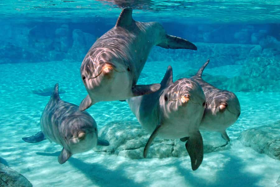 Miami: Key West Dolphin Watch or Snorkel Boat with pickup - What to expect from the three-hour snorkeling trip