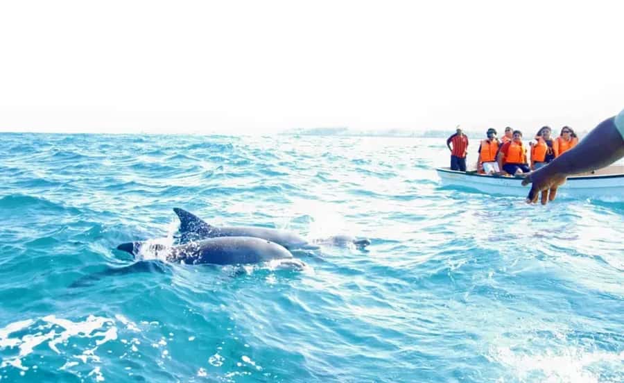 Miami: Key West Dolphin Watch or Snorkel Boat with pickup - Service, timing, and the small details that matter