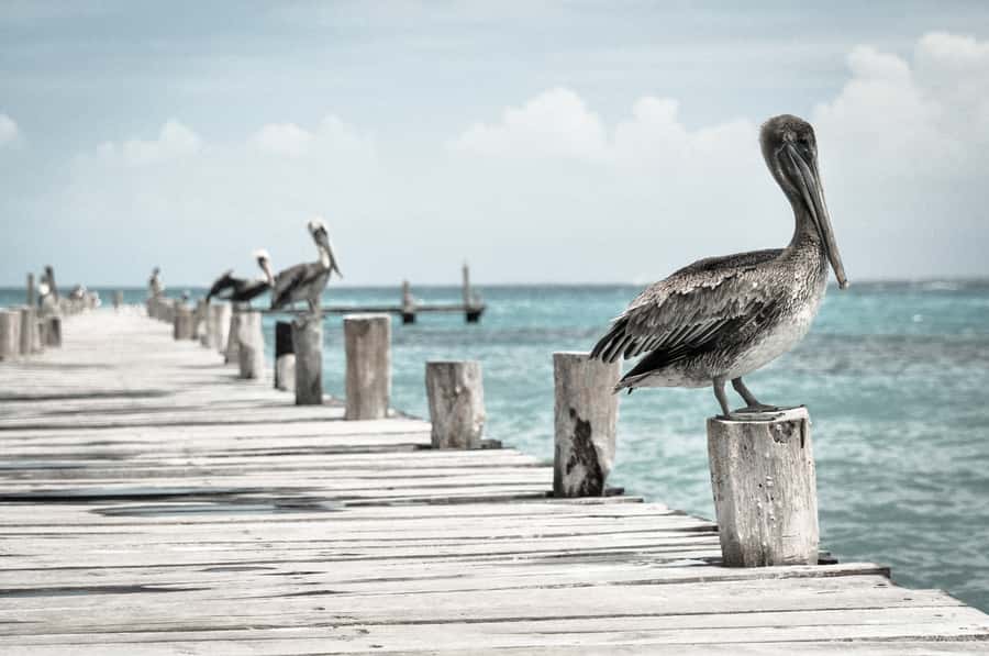Miami: Key West Dolphin Watch or Snorkel Boat with pickup - What the $63 price really buys you