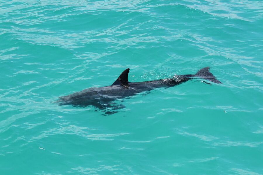 Miami to Key West Shuttle: Dolphin, Snorkeling & More - Six hours to find your own Key West