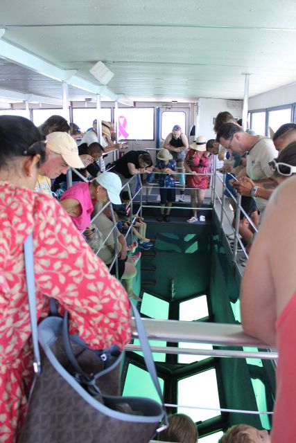 Miami to Key West Shuttle: Dolphin, Snorkeling & More - Is the $17 starting price good value?