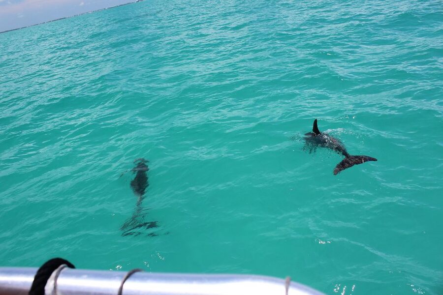 Miami to Key West Shuttle: Dolphin, Snorkeling & More - Starting at The Claremont Hotel at 6:30 AM