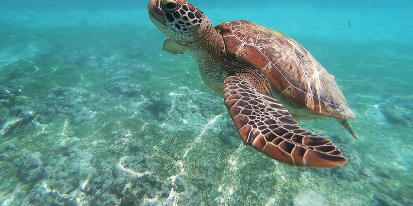 Mirissa: Snorkeling Experience with Turtles - Swimming with the turtles